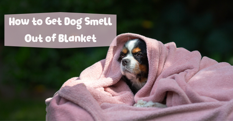 How to Get Dog Smell Out of Blanket